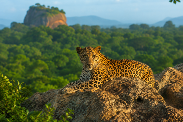 Sri Lanka Wildlife Circuit: 12-Day Itinerary Linking Yala, Udawalawe, Wilpattu & Minneriya Safaris